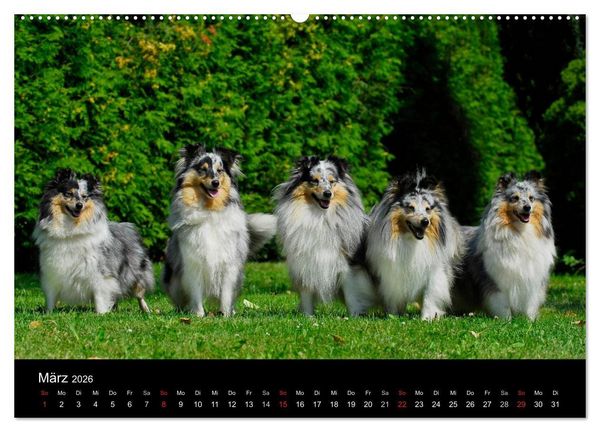 Produktbild: Sheltie 2026 (hochwertiger Premium Wandkalender 2026 DIN A2 quer), Kunstdruck in Hochglanz