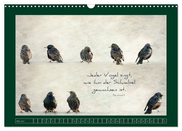 Produktbild: Stare und Weisheiten (Wandkalender 2027 DIN A3 quer), CALVENDO Monatskalender