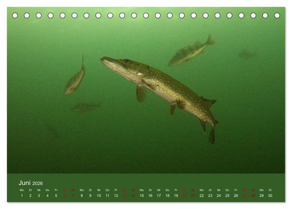 Produktbild: Faszination S&uuml;sswasser (Tischkalender 2026 DIN A5 quer), CALVENDO Monatskalender