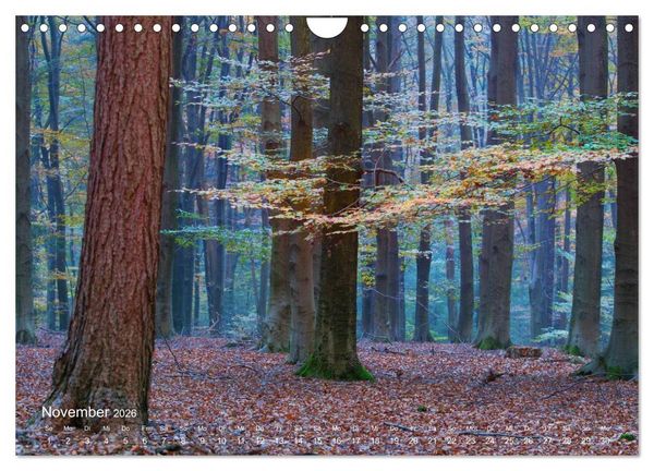 Produktbild: Astrein! - Der Baumkalender 2026 (Wandkalender 2026 DIN A4 quer), CALVENDO Monatskalender