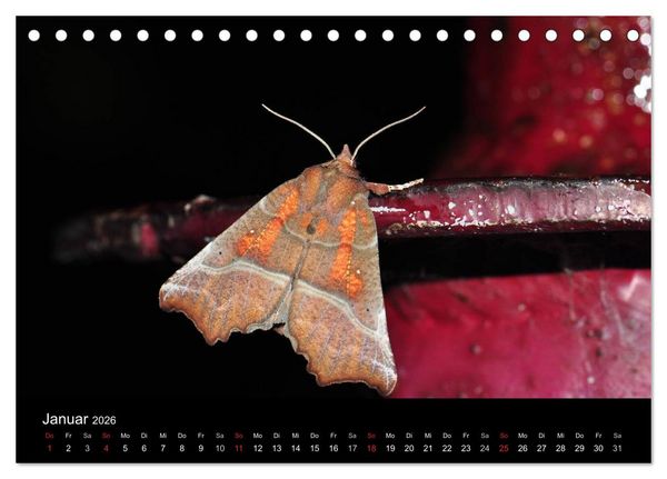 Produktbild: Nachtfalter - Unbekannte Sch&ouml;nheiten (Tischkalender 2026 DIN A5 quer), CALVENDO Monatskalender