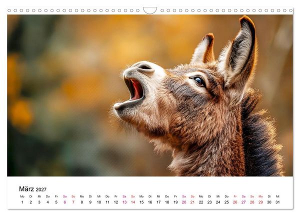 Produktbild: Esel - neugierige Typen (Wandkalender 2027 DIN A3 quer), CALVENDO Monatskalender