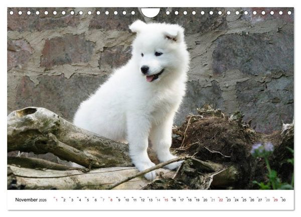 Produktbild: Samojeden Welpen (Wandkalender 2026 DIN A4 quer), CALVENDO Monatskalender