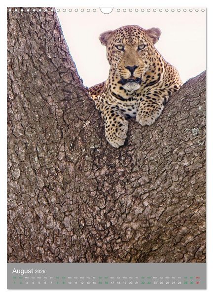 Produktbild: Wildlife of the Masai Mara (Wall Calendar 2026 DIN A3 portrait), CALVENDO 12 Month Wall Calendar