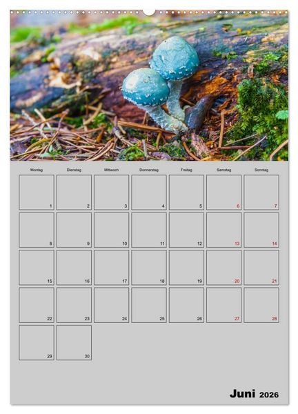 Produktbild: Quer durch die Pilze (hochwertiger Premium Wandkalender 2026 DIN A2 hoch), Kunstdruck in Hochglanz