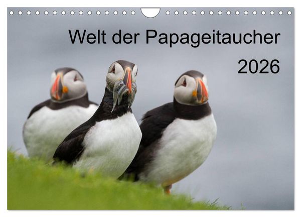 Produktbild: Welt der Papageitaucher (Wandkalender 2026 DIN A4 quer), CALVENDO Monatskalender