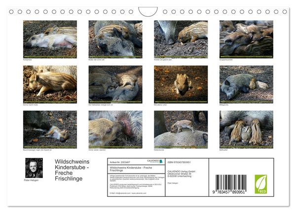 Produktbild: Wildschweins Kinderstube - Freche Frischlinge (Wandkalender 2026 DIN A4 quer), CALVENDO Monatskalender