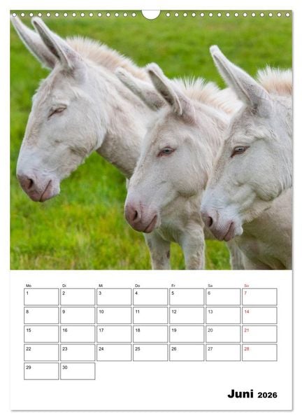 Produktbild: S&uuml;&szlig;e Esel. Langohren zum Verlieben (Wandkalender 2026 DIN A3 hoch), CALVENDO Monatskalender