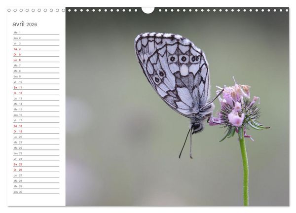 Produktbild: Dans le jardin des papillons (Calendrier mural 2026 DIN A3 vertical), CALVENDO calendrier mensuel