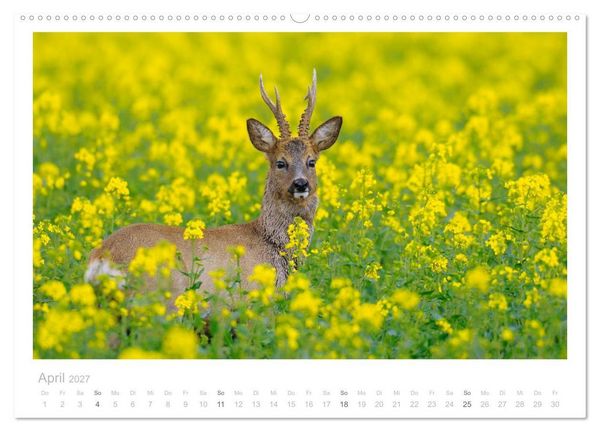 Produktbild: Rehwild 2027 (Wandkalender 2027 DIN A2 quer), CALVENDO Monatskalender