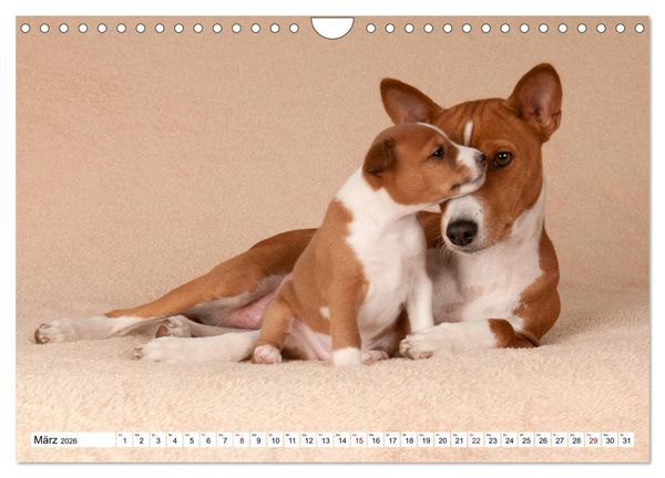 Produktbild: Wunderbare Basenji Welpenzeit (Wandkalender 2026 DIN A4 quer), CALVENDO Monatskalender