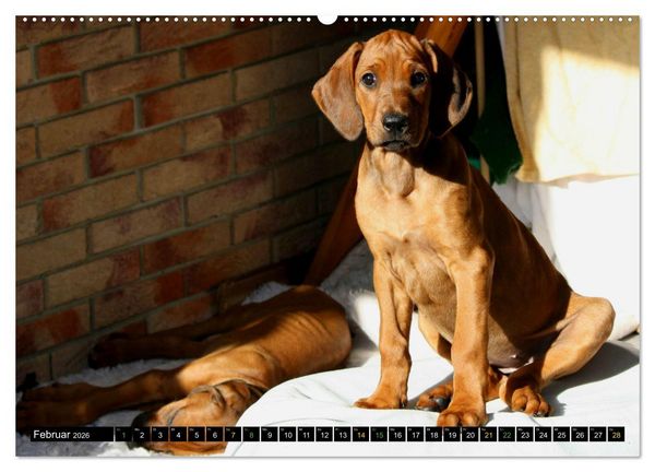 Produktbild: Rhodesian Ridgeback - Ausdrucksstarke Gesichter (hochwertiger Premium Wandkalender 2026 DIN A2 quer), Kunstdruck in Hochglanz