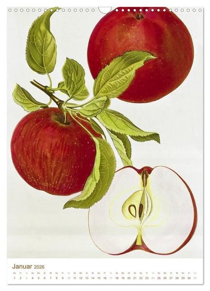 Produktbild: Obstb&auml;ume: Botanische Zeichnungen und historische Stiche (Wandkalender 2026 DIN A3 hoch), CALVENDO Monatskalender