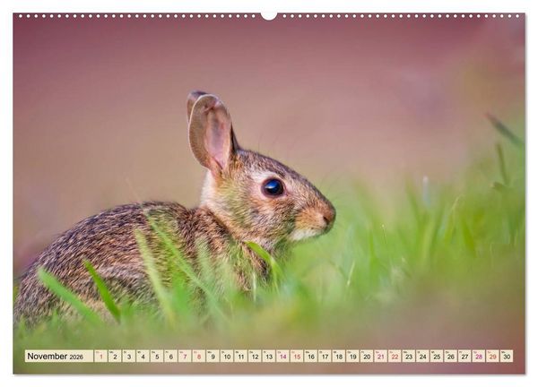 Produktbild: Feldhasen und Kaninchen (Wandkalender 2026 DIN A2 quer), CALVENDO Monatskalender