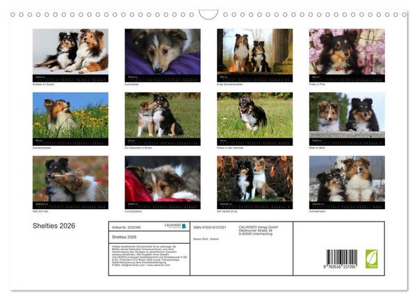 Produktbild: Shelties 2026 (Wandkalender 2026 DIN A3 quer), CALVENDO Monatskalender