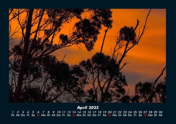 Produktbild: B&auml;ume 2025 Fotokalender DIN A4