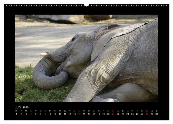 Produktbild: Bitte nicht st&ouml;ren... hier tr&auml;umen Tiere (hochwertiger Premium Wandkalender 2026 DIN A2 quer), Kunstdruck in Hochglanz