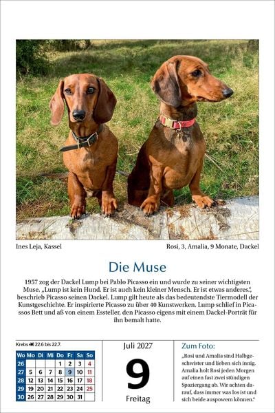 Produktbild: Hunde Tageskalender 2027