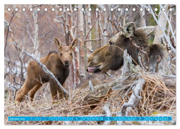 Produktbild: FIRST STEPS FOR BABY MOOSE (Desk Calendar 2026 DIN A5 landscape), CALVENDO 12 Month DeskCalendar