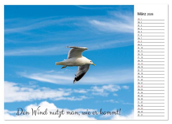 Produktbild: Lebensweisheiten der M&ouml;we - Im Flug des Lebens (Wandkalender 2026 DIN A2 quer), CALVENDO Monatskalender