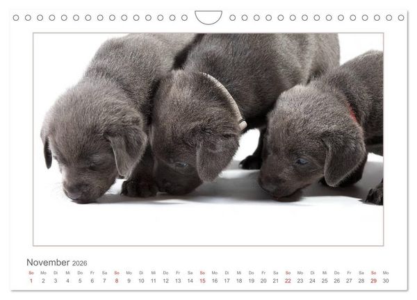 Produktbild: Labradorwelpen - Freunde f&uuml;rs Leben (Wandkalender 2026 DIN A4 quer), CALVENDO Monatskalender