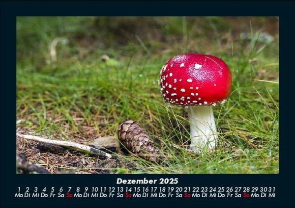 Produktbild: Pilzkalender 2025 Fotokalender DIN A5
