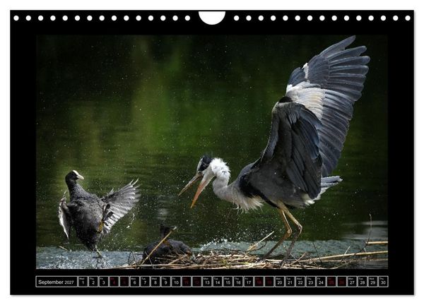 Produktbild: The heron parade (Wall Calendar 2027 DIN A4 landscape), CALVENDO 12 Month Wall Calendar