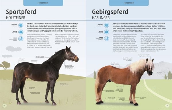 Produktbild: Pferde und Ponys