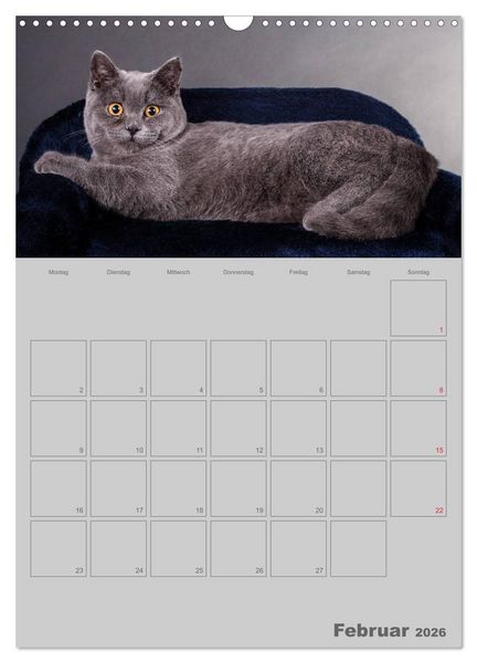 Produktbild: Britisch Kurzhaar Katzen - Planer (Wandkalender 2026 DIN A3 hoch), CALVENDO Monatskalender