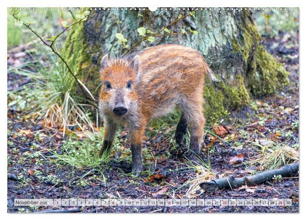 Produktbild: Wildschweine - Im Schatten des Waldes (hochwertiger Premium Wandkalender 2026 DIN A2 quer), Kunstdruck in Hochglanz