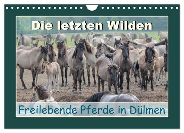 Produktbild: Die letzten Wilden - freilebende Pferde in D&uuml;lmen (Wandkalender 2027 DIN A4 quer), CALVENDO Monatskalender
