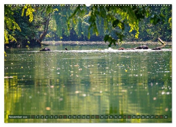 Produktbild: Borneos Zwergelefanten (Wandkalender 2026 DIN A2 quer), CALVENDO Monatskalender