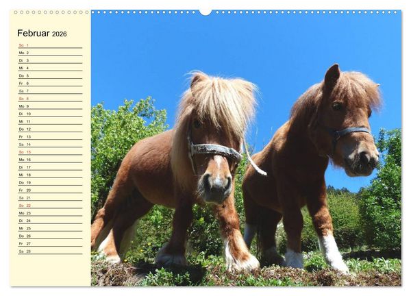 Produktbild: Ponys. Herzensbrecher mit Grips (Wandkalender 2026 DIN A2 quer), CALVENDO Monatskalender