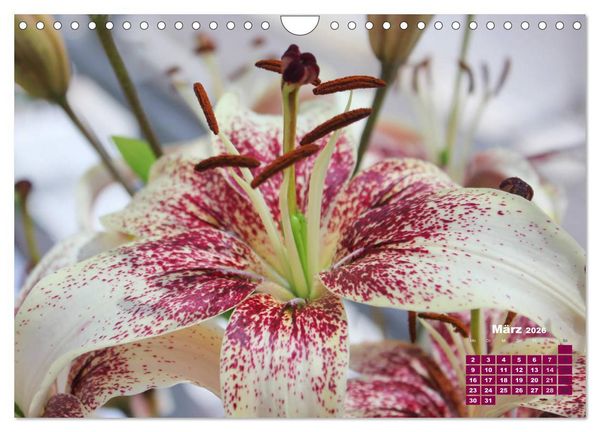 Produktbild: Lilien (Lilium) (Wandkalender 2026 DIN A4 quer), CALVENDO Monatskalender