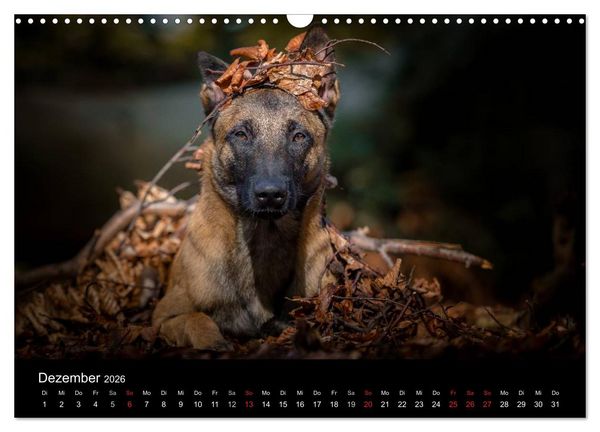 Produktbild: Belgischer Sch&auml;ferhund - Der Malinois (Wandkalender 2026 DIN A3 quer), CALVENDO Monatskalender