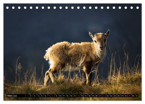 Produktbild: Schweizer Alpen. Natur und Landschaften (Tischkalender 2026 DIN A5 quer), CALVENDO Monatskalender