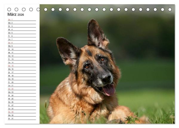 Produktbild: Deutsche Sch&auml;ferhunde - Liebenswerte Graunasen (Tischkalender 2026 DIN A5 quer), CALVENDO Monatskalender
