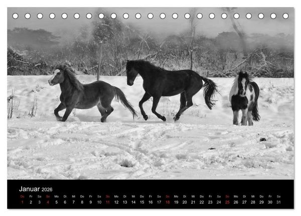 Produktbild: Pferde 2026 Wild Thing (Tischkalender 2026 DIN A5 quer), CALVENDO Monatskalender