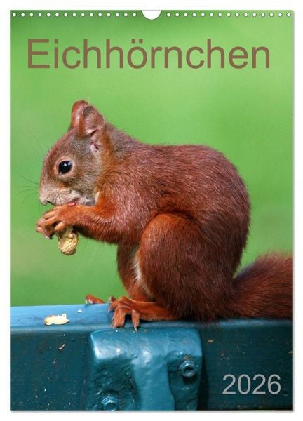 Produktbild: Eichh&ouml;rnchen (Wandkalender 2026 DIN A3 hoch), CALVENDO Monatskalender