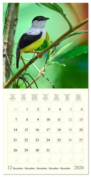 Produktbild: Royaume de nature Costa Rica (Calendrier mural carr&eacute; 2026 30x30 cm) Calendrier double avec une page pour vos prises de notes
