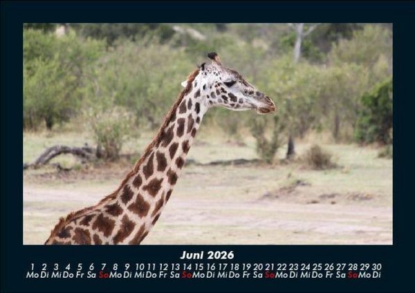 Produktbild: Giraffen 2026 Fotokalender DIN A5