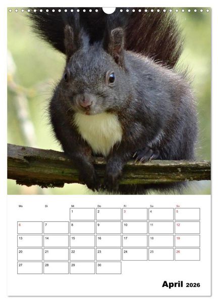 Produktbild: Niedliche Eichh&ouml;rnchen (Wandkalender 2026 DIN A3 hoch), CALVENDO Monatskalender