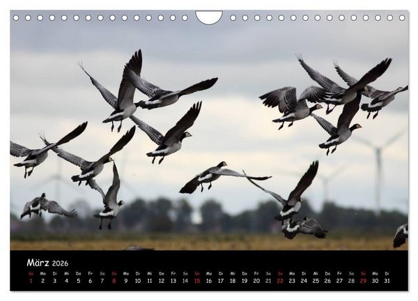Produktbild: Schrei der Wildg&auml;nse (Wandkalender 2026 DIN A4 quer), CALVENDO Monatskalender