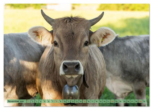 Produktbild: Voll kuhl - der Kuhkalender mit K&uuml;hen aus dem Allg&auml;u (hochwertiger Premium Wandkalender 2026 DIN A2 quer), Kunstdruck in Hochglanz