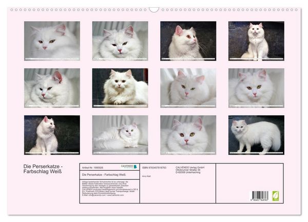Produktbild: Die Perserkatze - Farbschlag Wei&szlig; (Wandkalender 2026 DIN A2 quer), CALVENDO Monatskalender