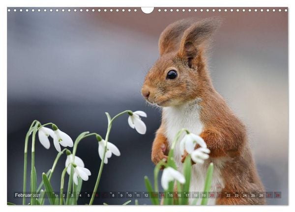Produktbild: Eichh&ouml;rnchen in zauberhaften Posen (Wandkalender 2027 DIN A3 quer), CALVENDO Monatskalender