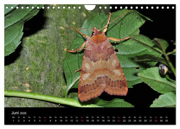 Produktbild: Nachtfalter - Unbekannte Sch&ouml;nheiten (Wandkalender 2026 DIN A4 quer), CALVENDO Monatskalender