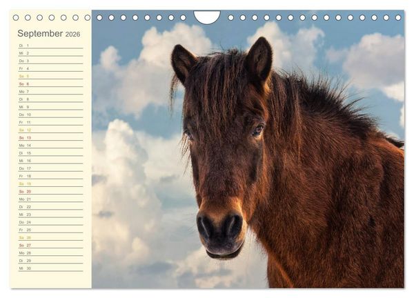 Produktbild: Mit Islandpferden durch das Jahr Geburtstagskalender (Wandkalender 2026 DIN A4 quer), CALVENDO Monatskalender