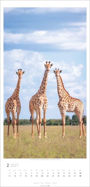 Produktbild: Giraffen Kalender 2027