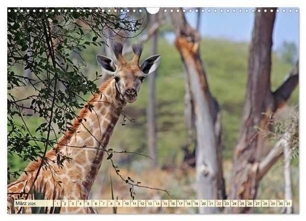 Produktbild: Afrika. Botswanas wundervolle Tierwelt (Wandkalender 2026 DIN A3 quer), CALVENDO Monatskalender